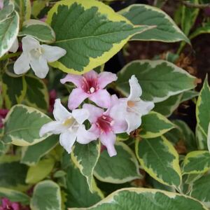 Weigela florida 'Variegata' 30-40 cm